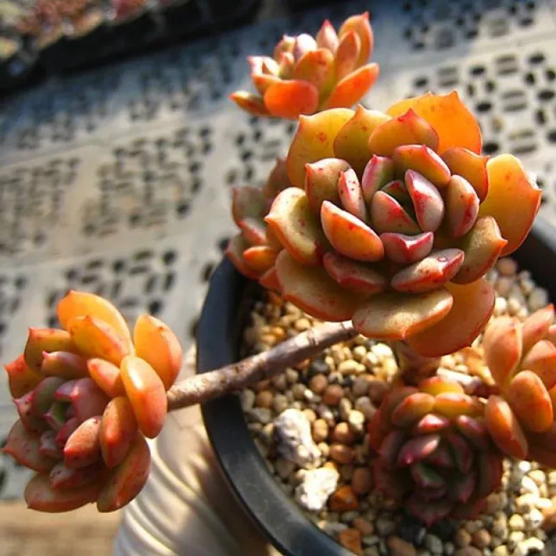 Echeveria Agnes Rose, (Not so Random)