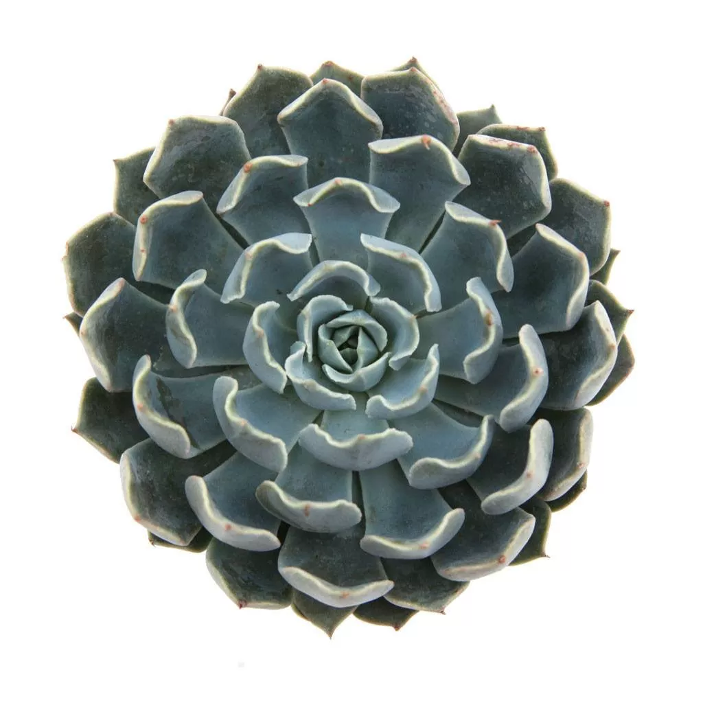 Echeveria 'Allegra'