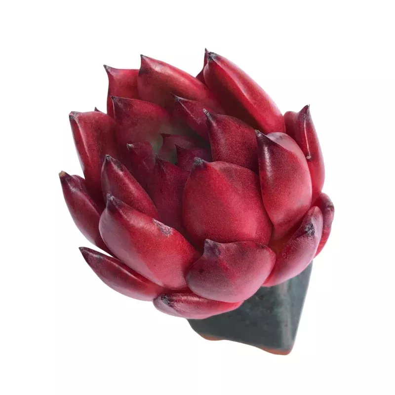 Echeveria Amestro (Not Perfect)