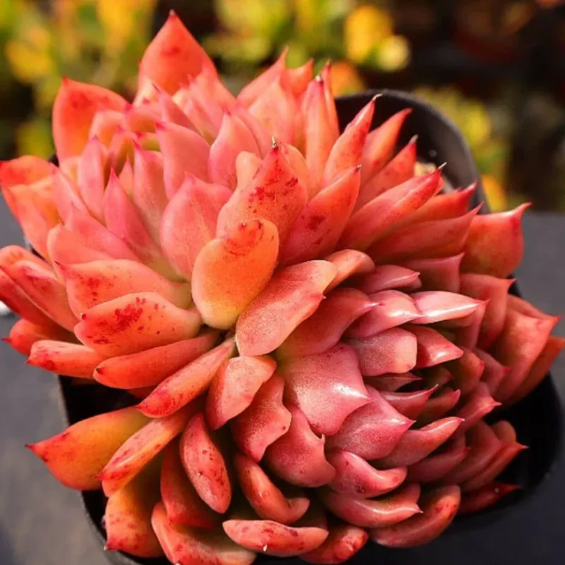 Echeveria Angela Star