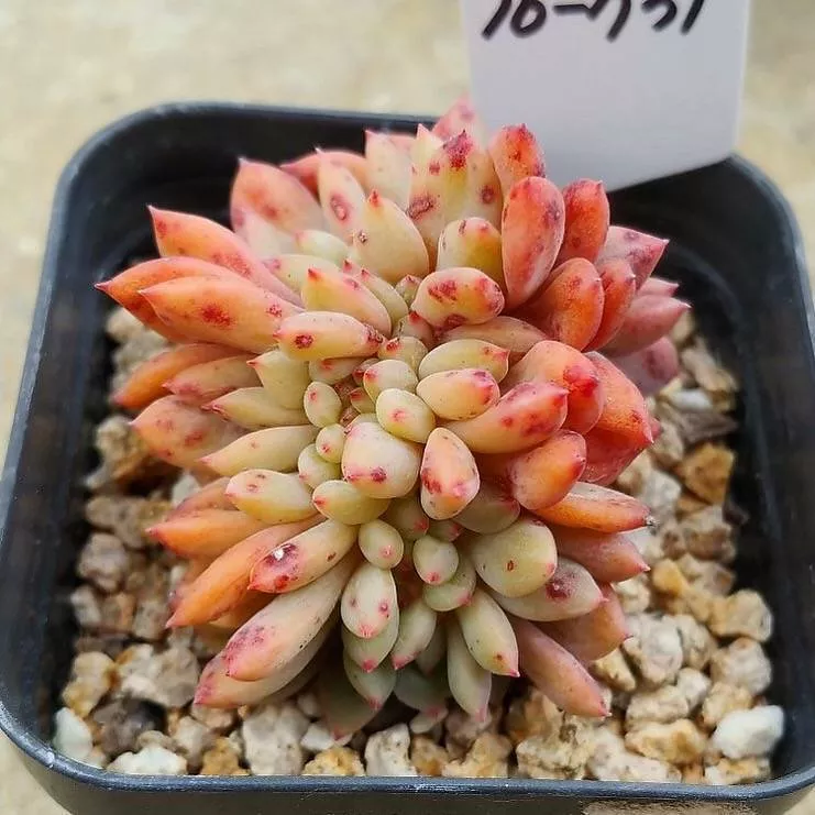 Echeveria Ariel Cristata, (Not so Random)