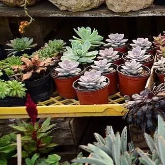 Echeveria, Assorted