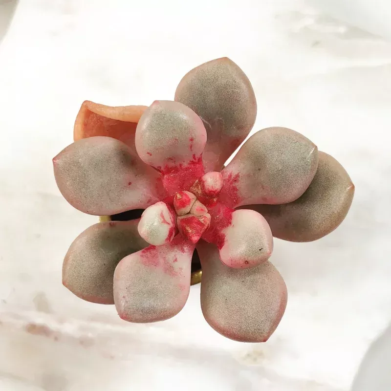 Echeveria 'Avantgarde'