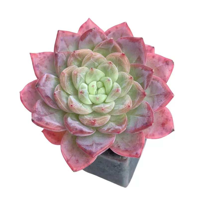 Echeveria Baekjangmi