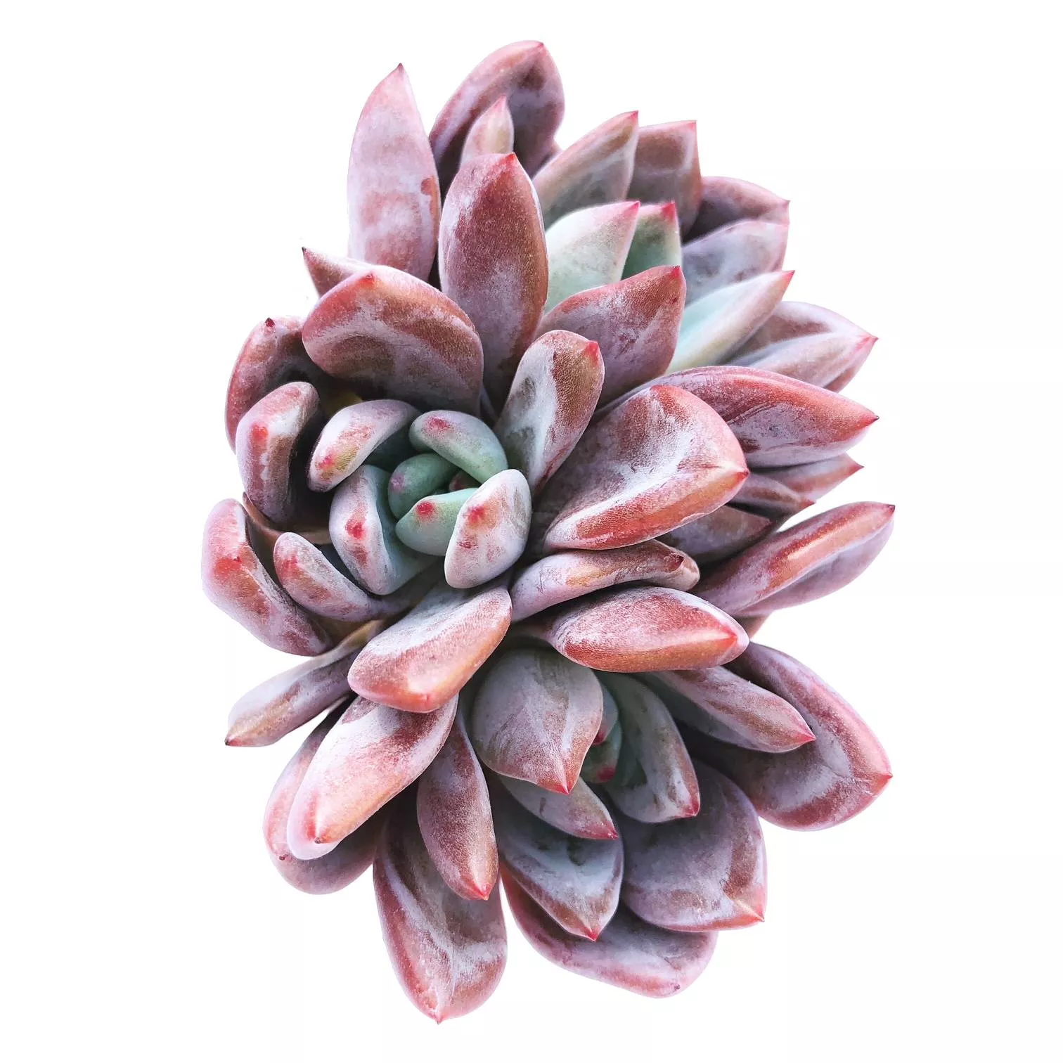 Echeveria Baekya 'White Knight'