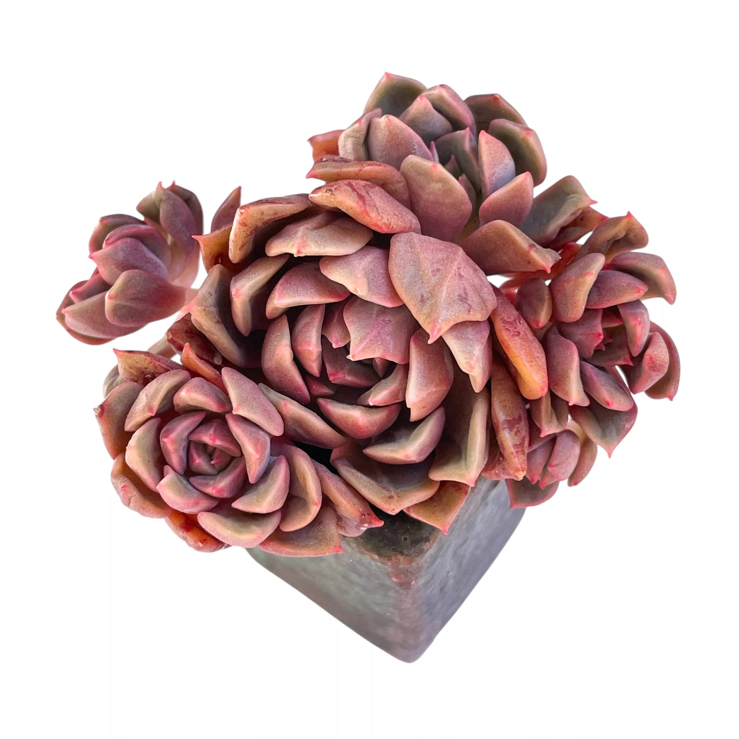 Echeveria Basilica, Small Cluster