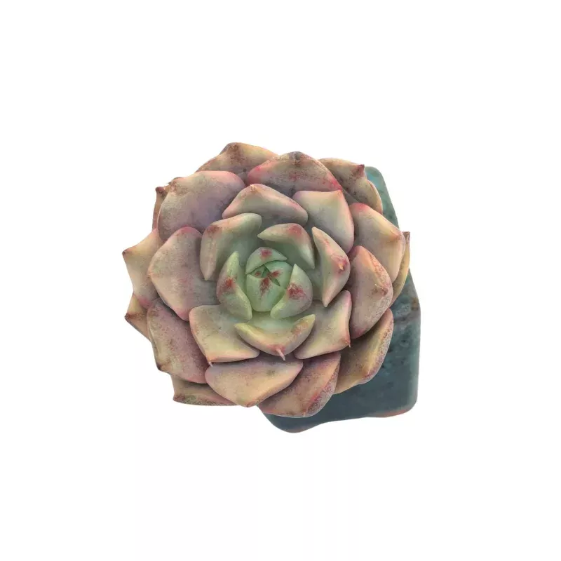 Echeveria Ben Baddis, Variegata