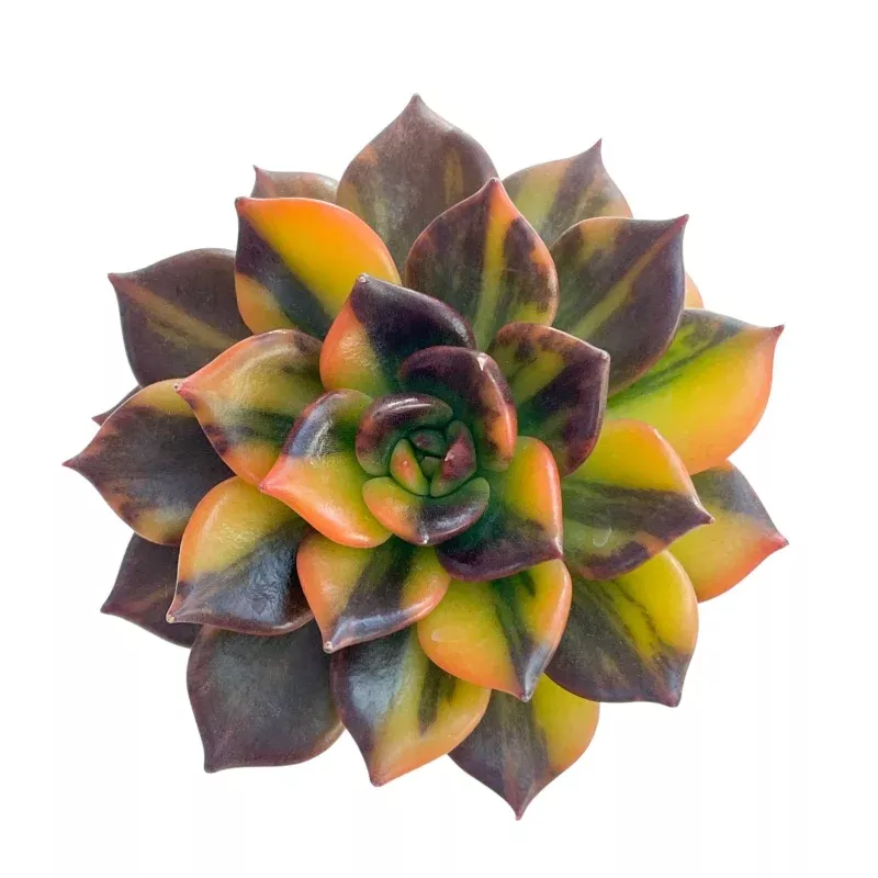 Echeveria Black Prince, Variegata