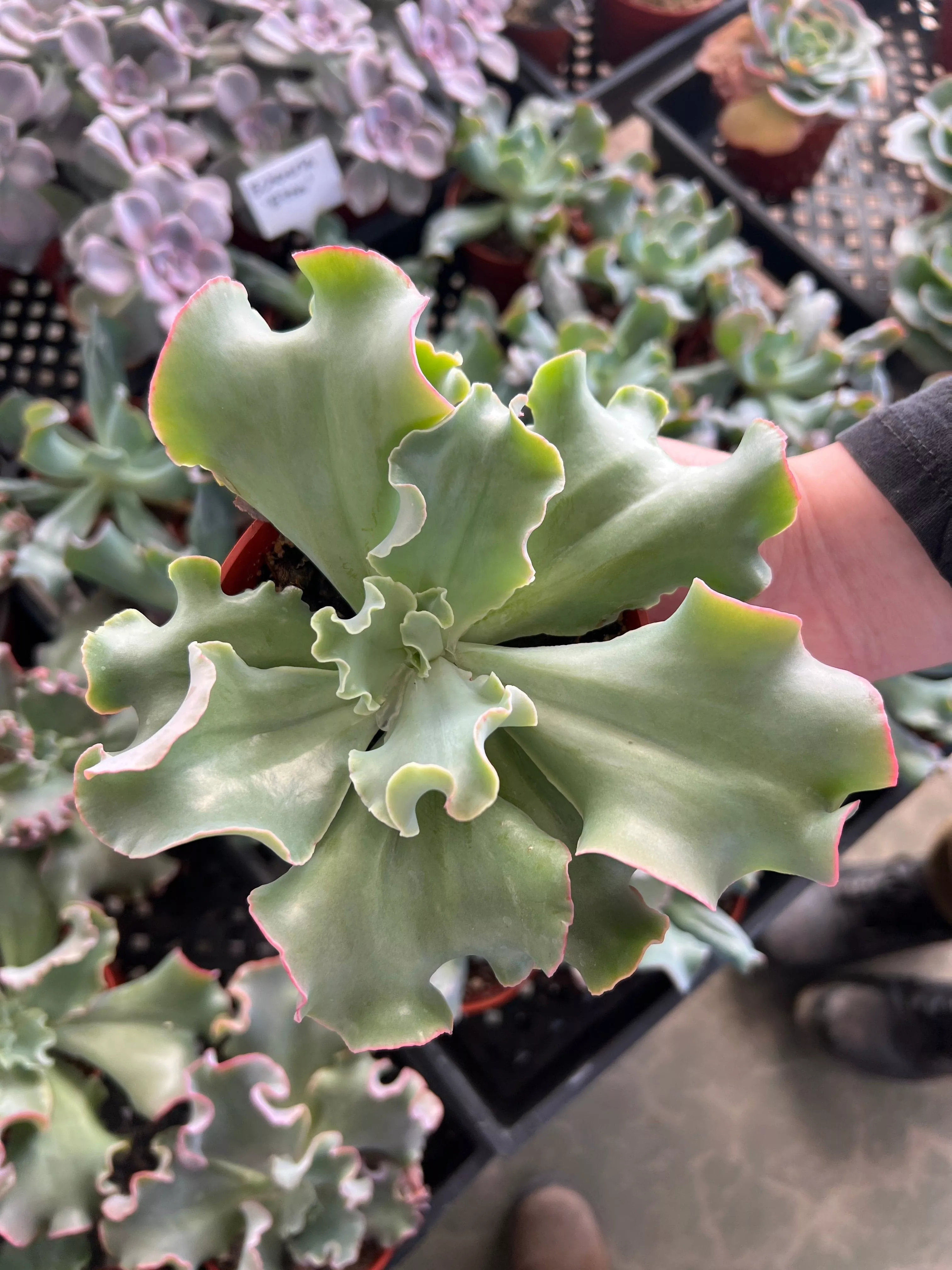 Echeveria 'Blue Curls' - Echeveria