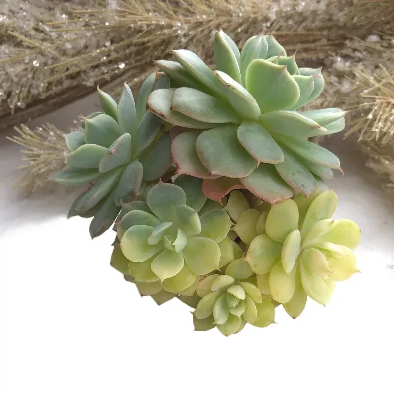 Echeveria Bluette, Cluster