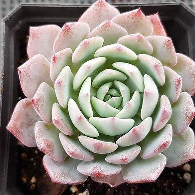 Echeveria Caribbean Blue, (Not so Random)