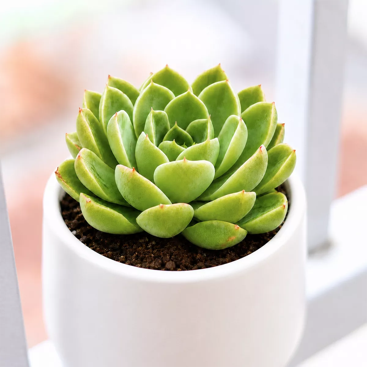 Echeveria 'Chico'