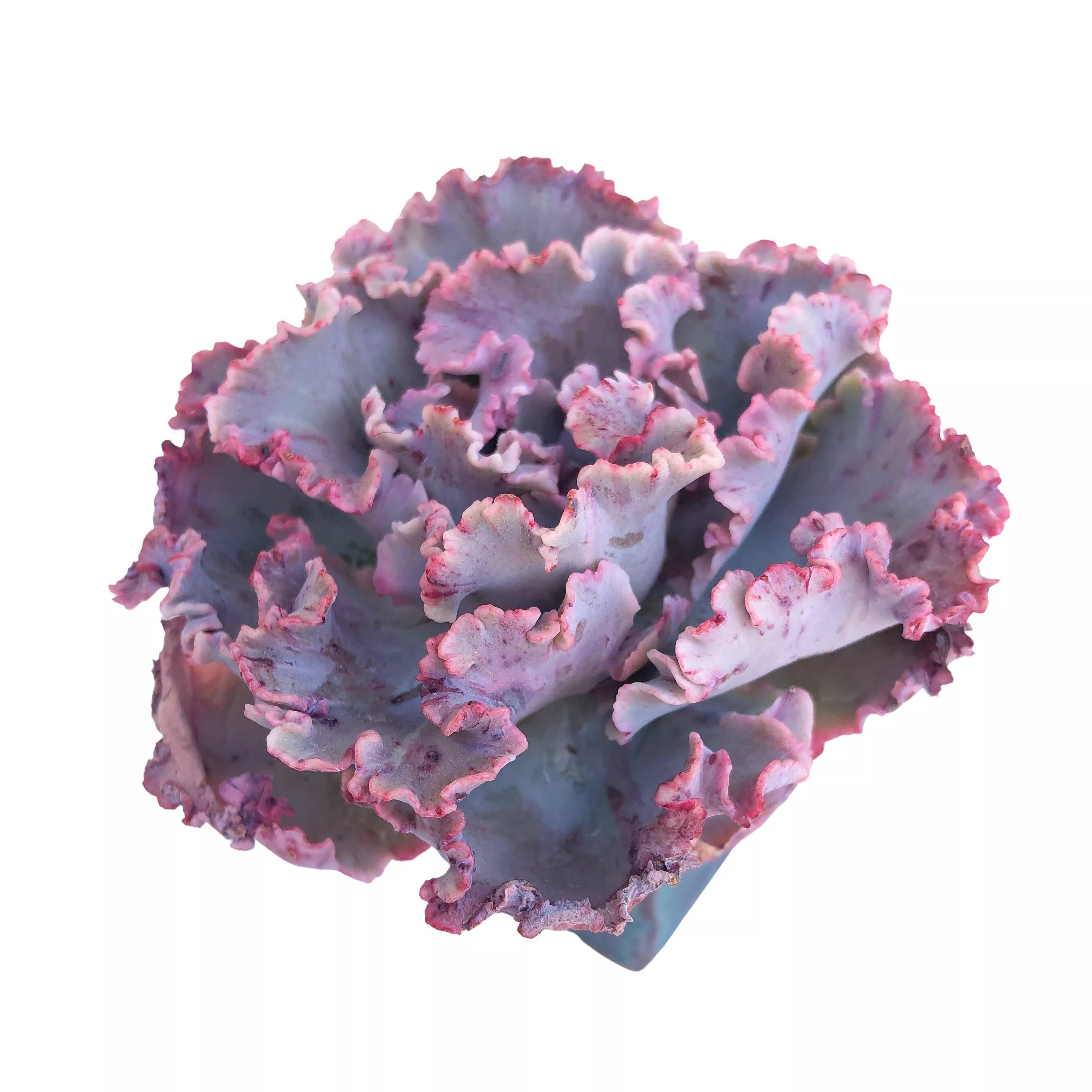 Echeveria Cleopatra