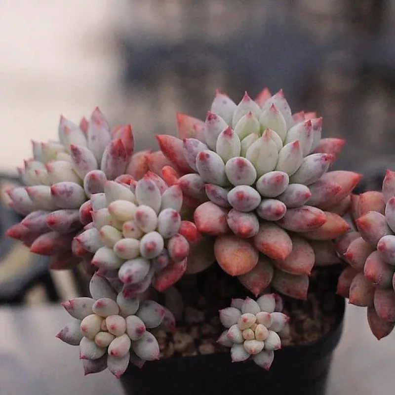 Echeveria Crown Ball, Cluster, (Not so Random)