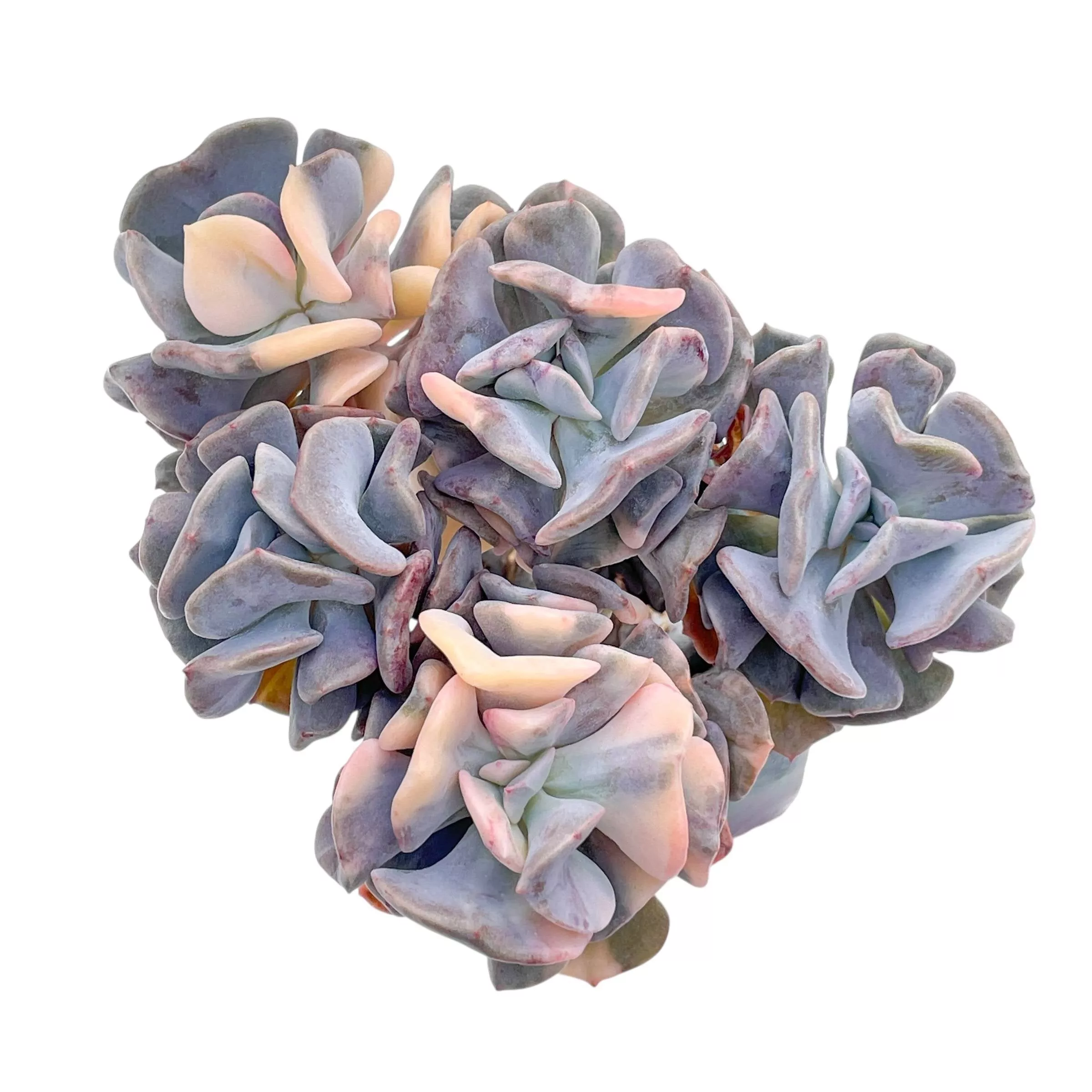Echeveria Cubic Frost, Variegated Cluster