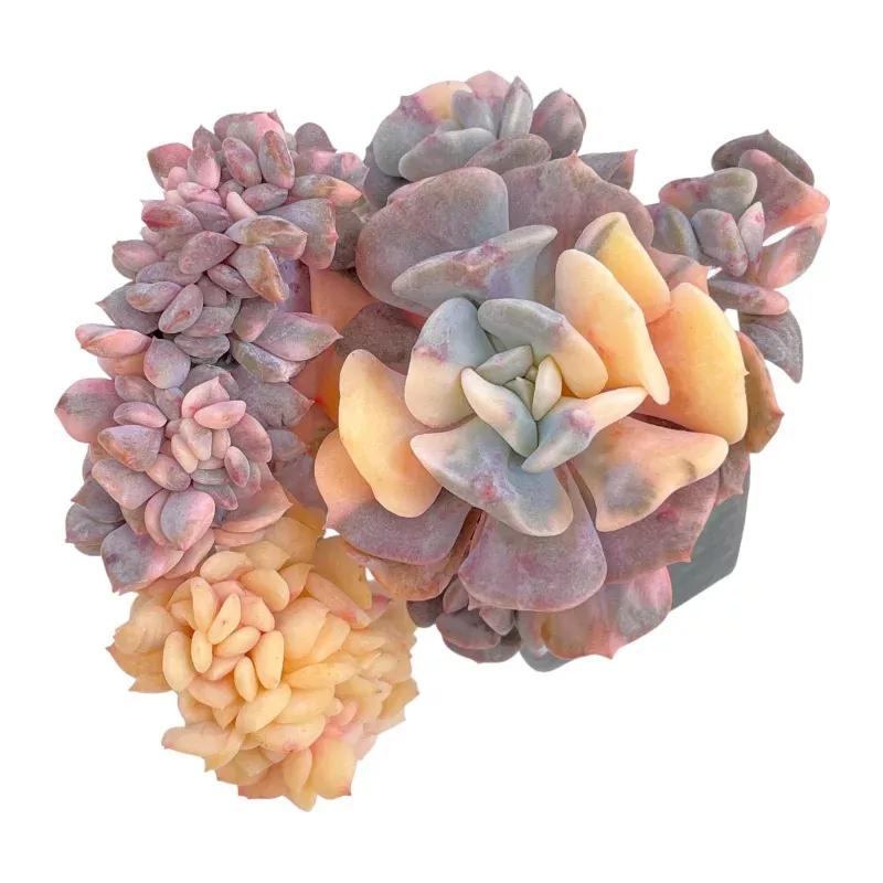 Echeveria Cubic Frost, Variegated and Crested