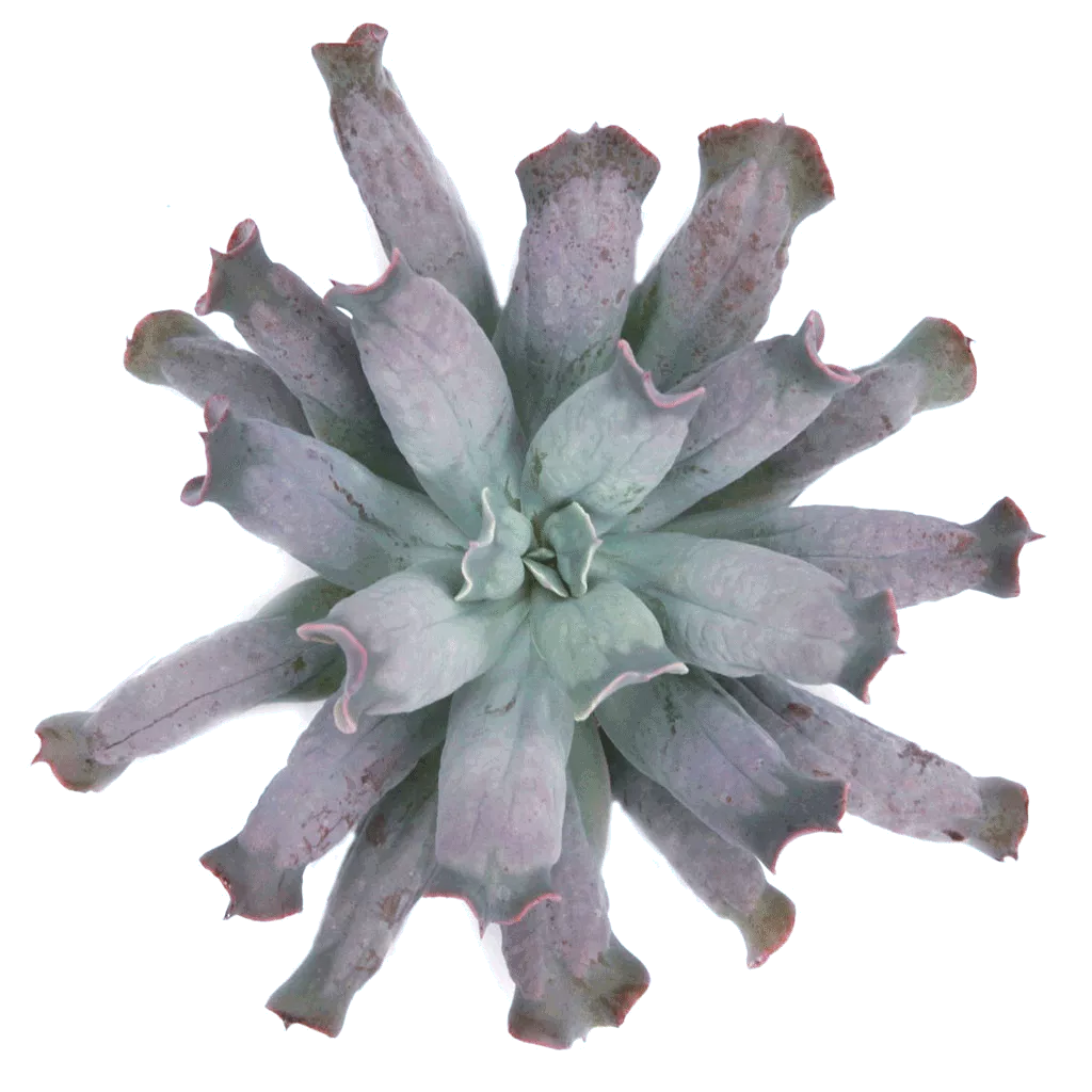 Echeveria 'Culibra'