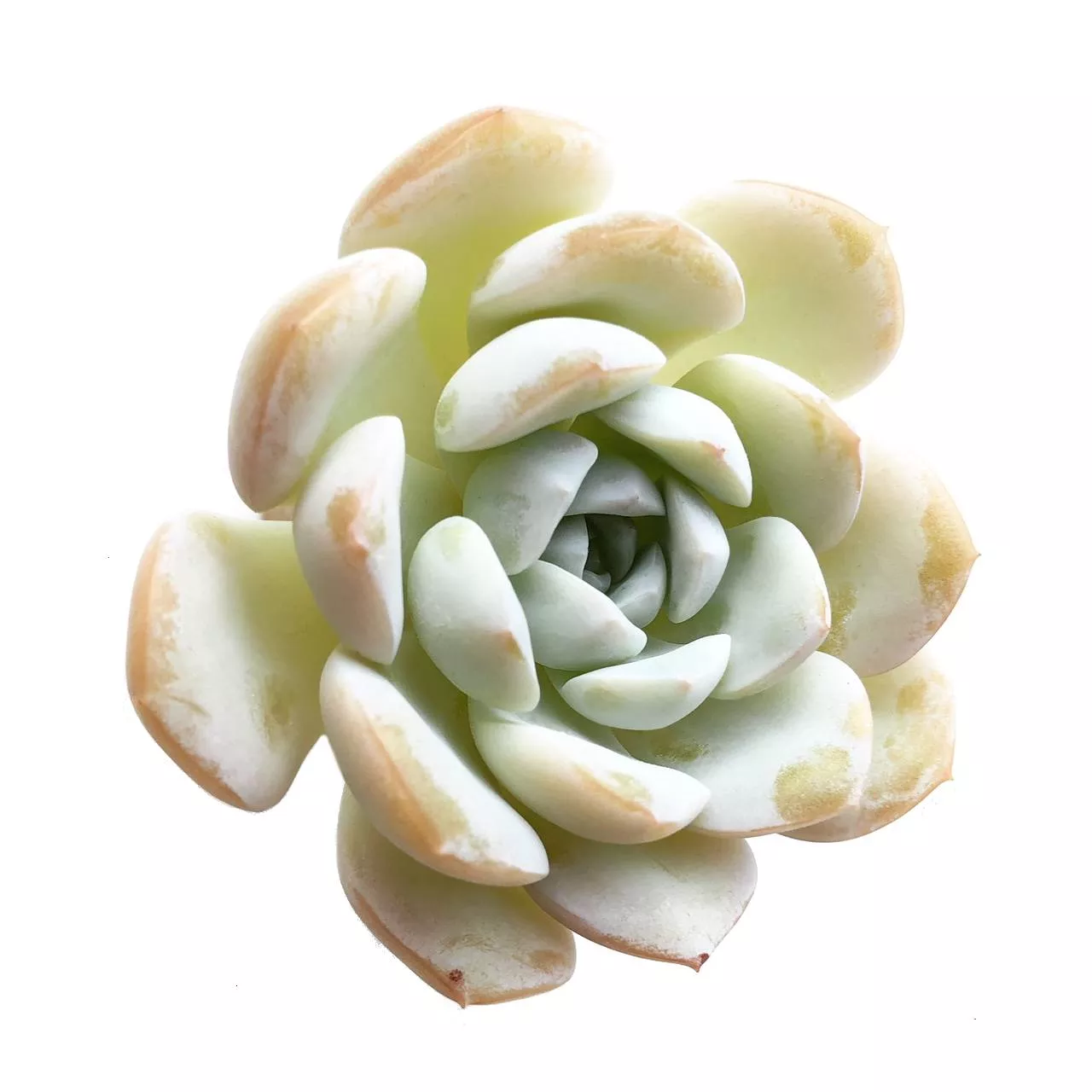 Echeveria Dalpi, New Listing!