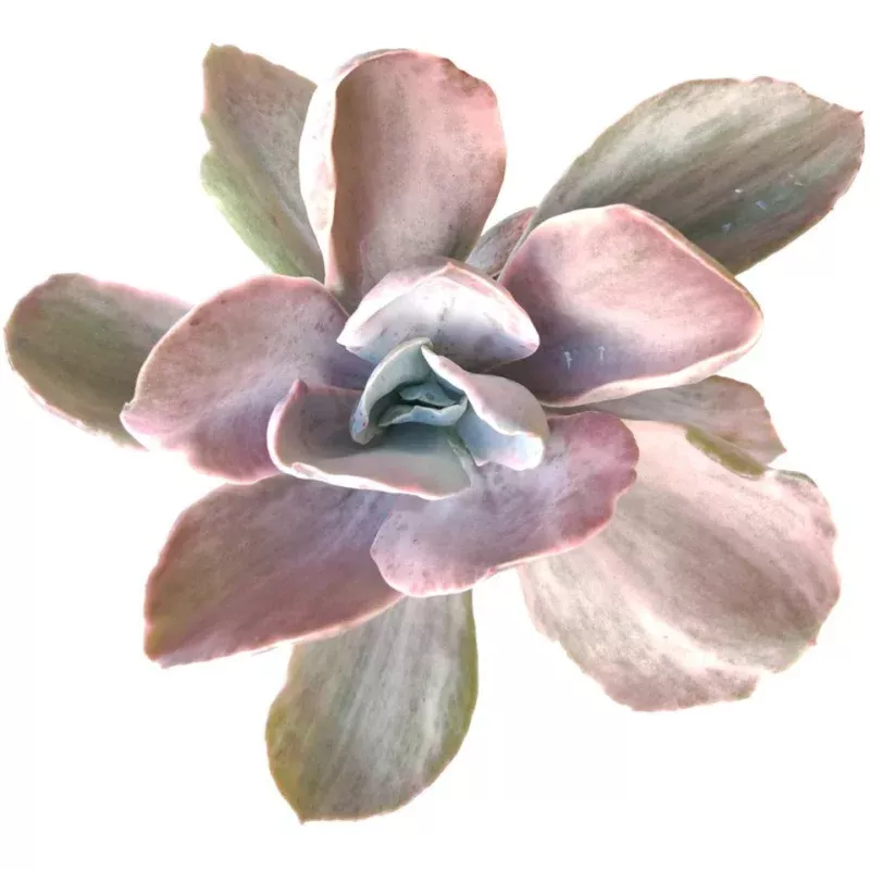 Echeveria Decora Variegated