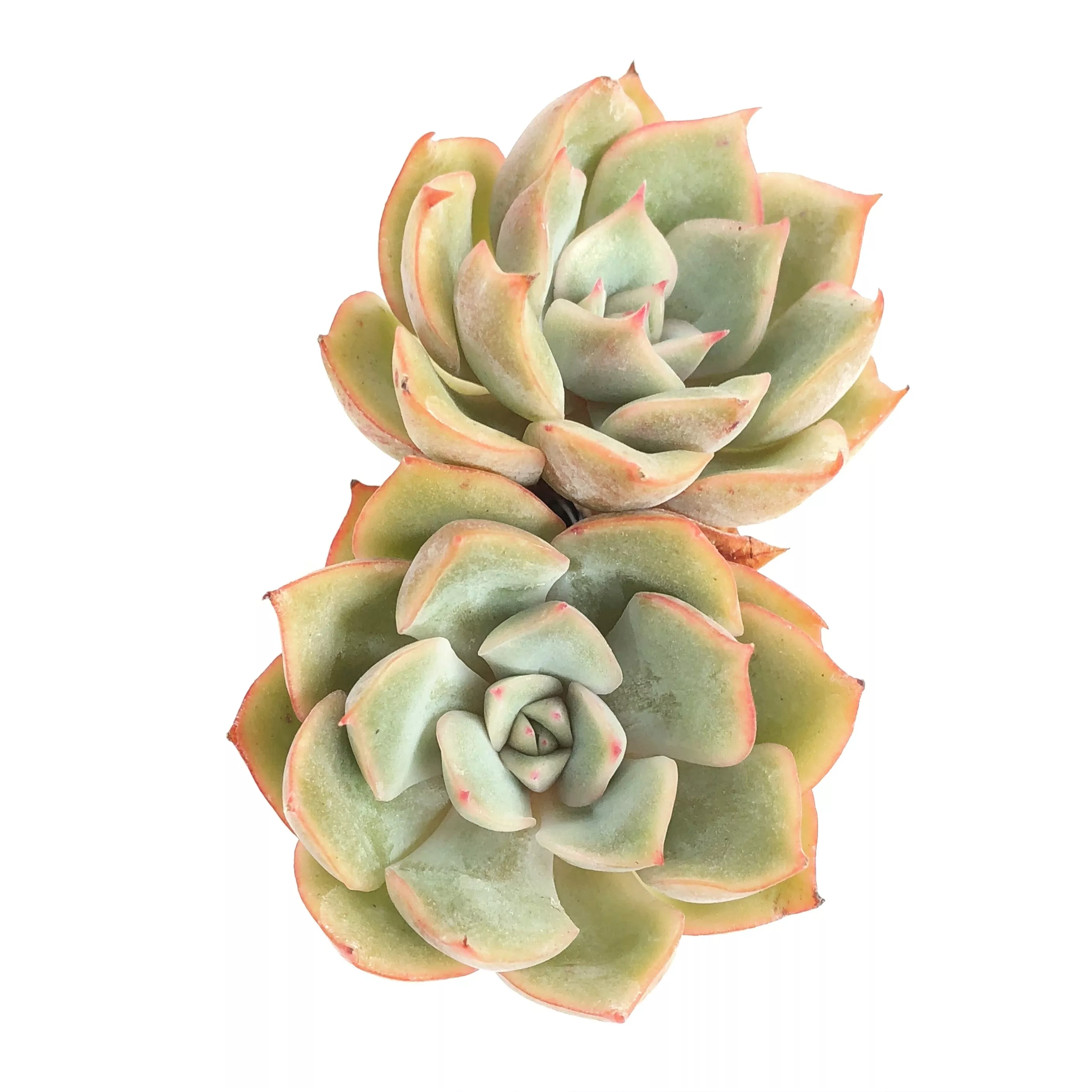 Echeveria Eiria. Double