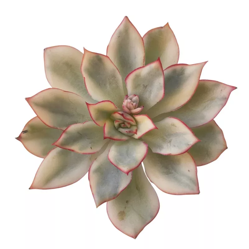 Echeveria Esther, Variegated