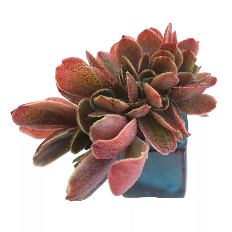 Echeveria Fimbriata, Cristata