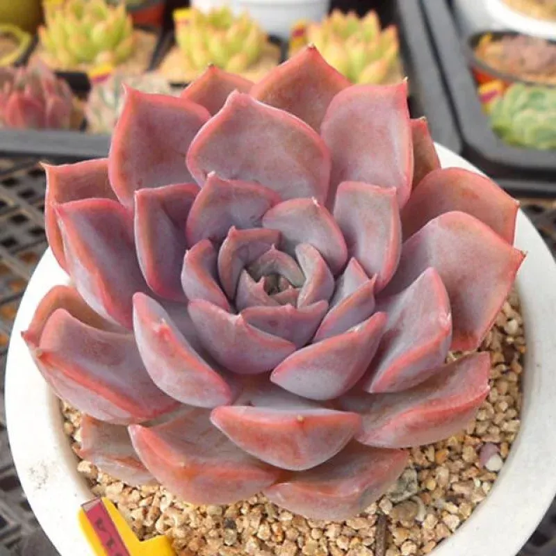 Echeveria Fiona, (Random)