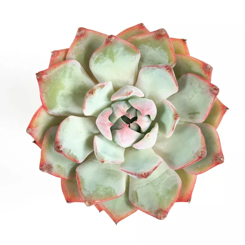 Echeveria Francesco Baldi