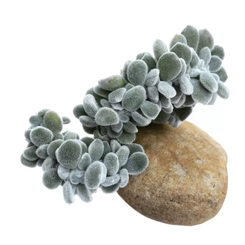 Echeveria Frosty Cristata, Fan-Stem