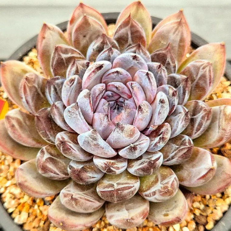 Echeveria Gemstone