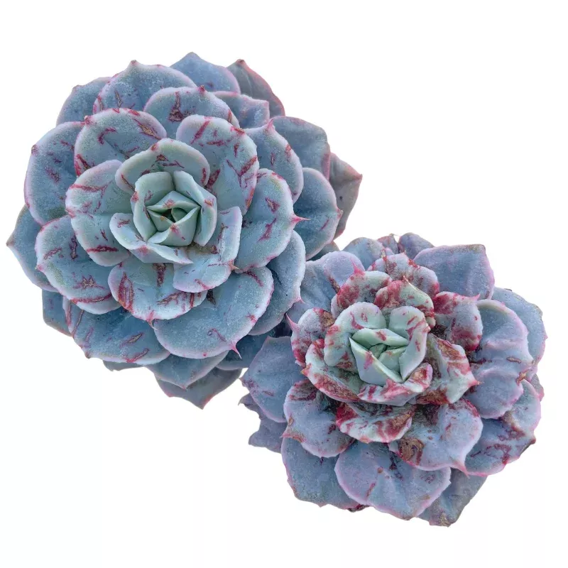 Echeveria Gold Shadow, Double