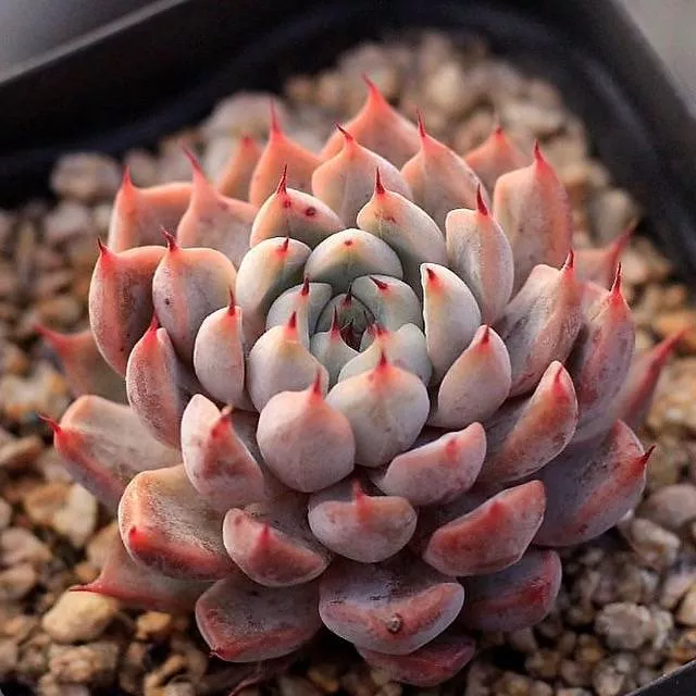 Echeveria Golden Bear, (Video)