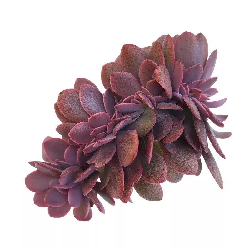 Echeveria Hanaikada, Cristata