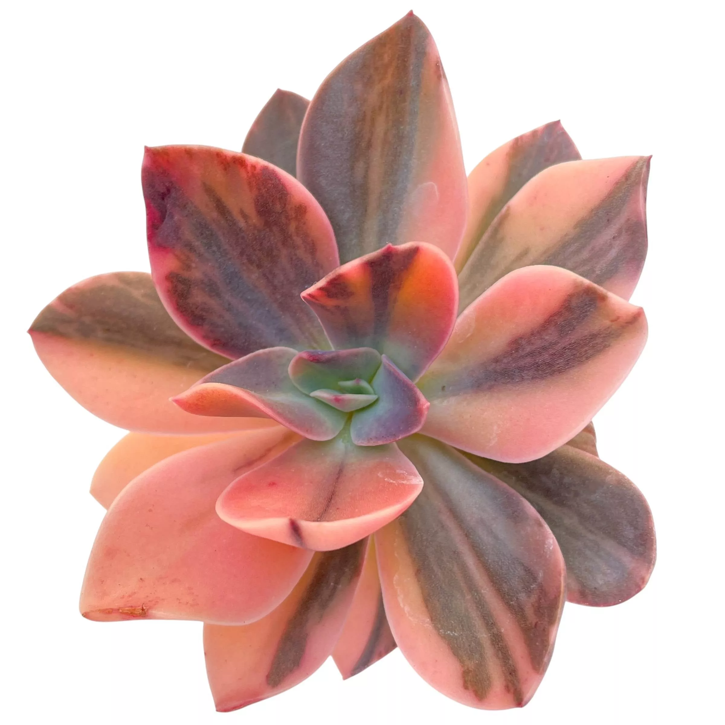 Echeveria Hanaikada, Variegata