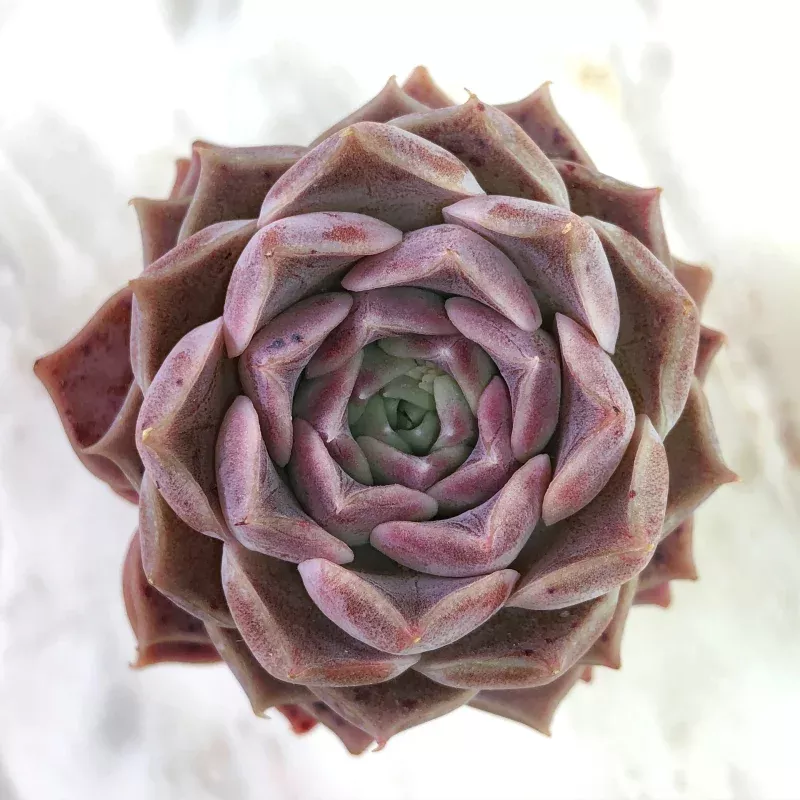 Echeveria Helena, (Large)