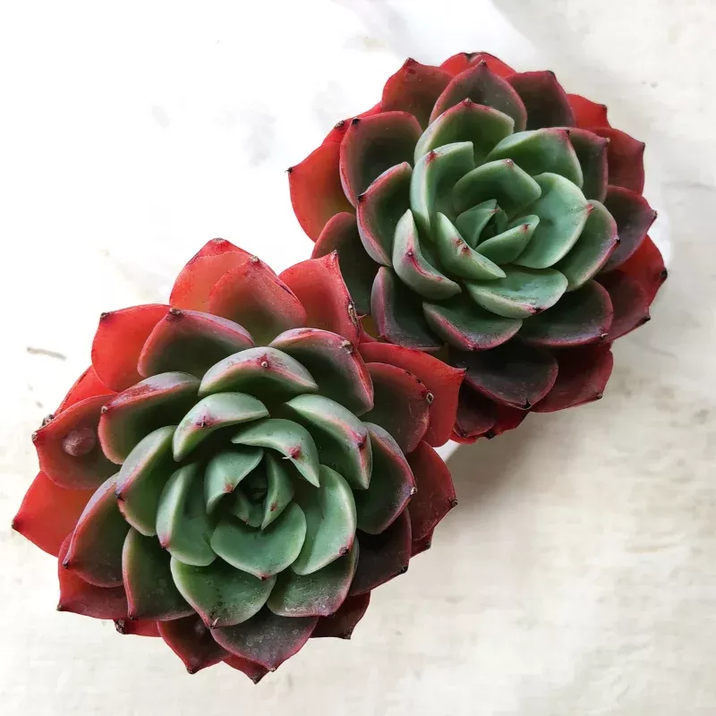 Echeveria Helena x Raindrops