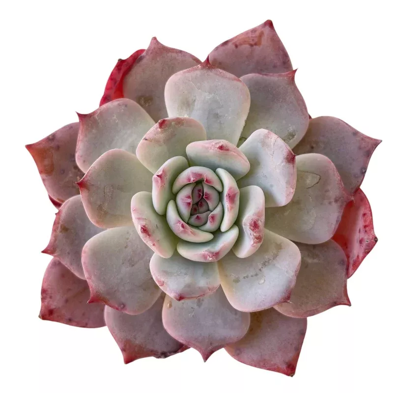 Echeveria Horizon