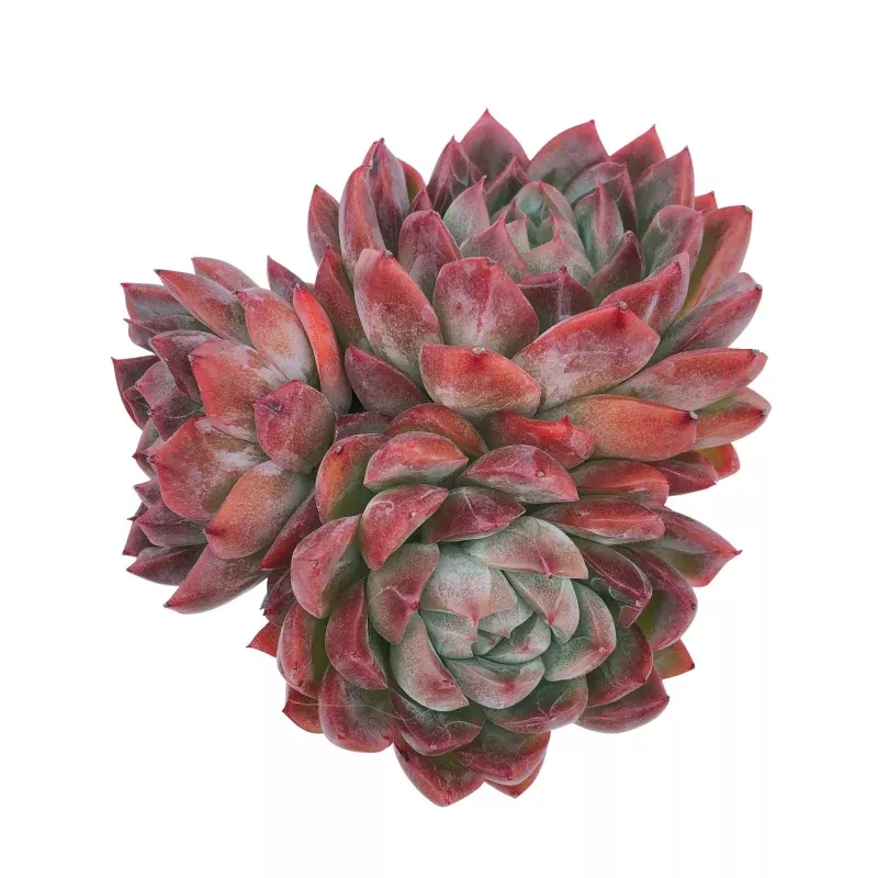 Echeveria Hybrid, Cluster