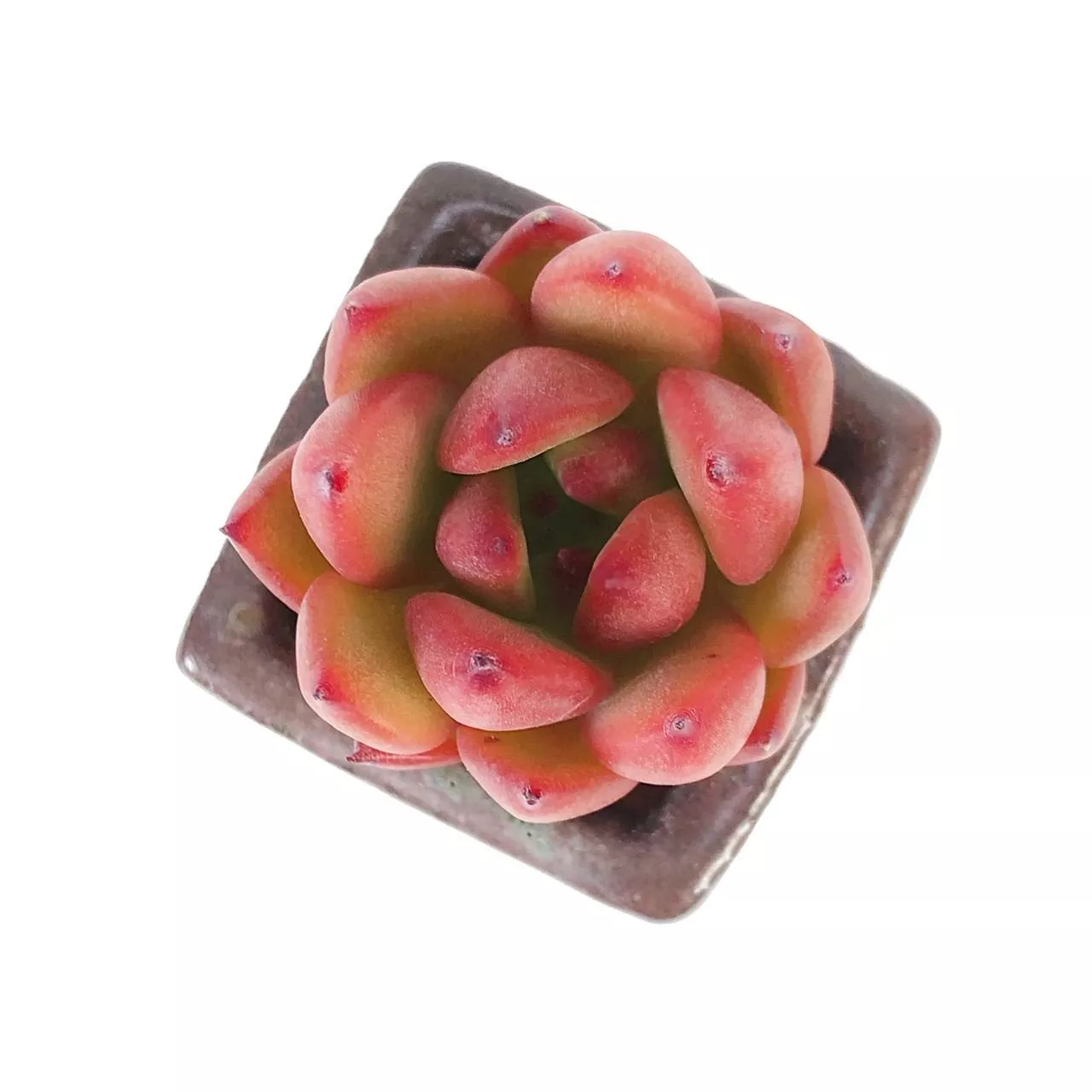Echeveria Hybrid 'Hongro'
