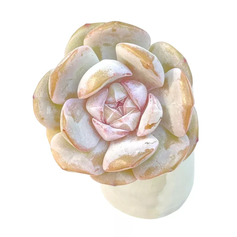 Echeveria Hybrid
