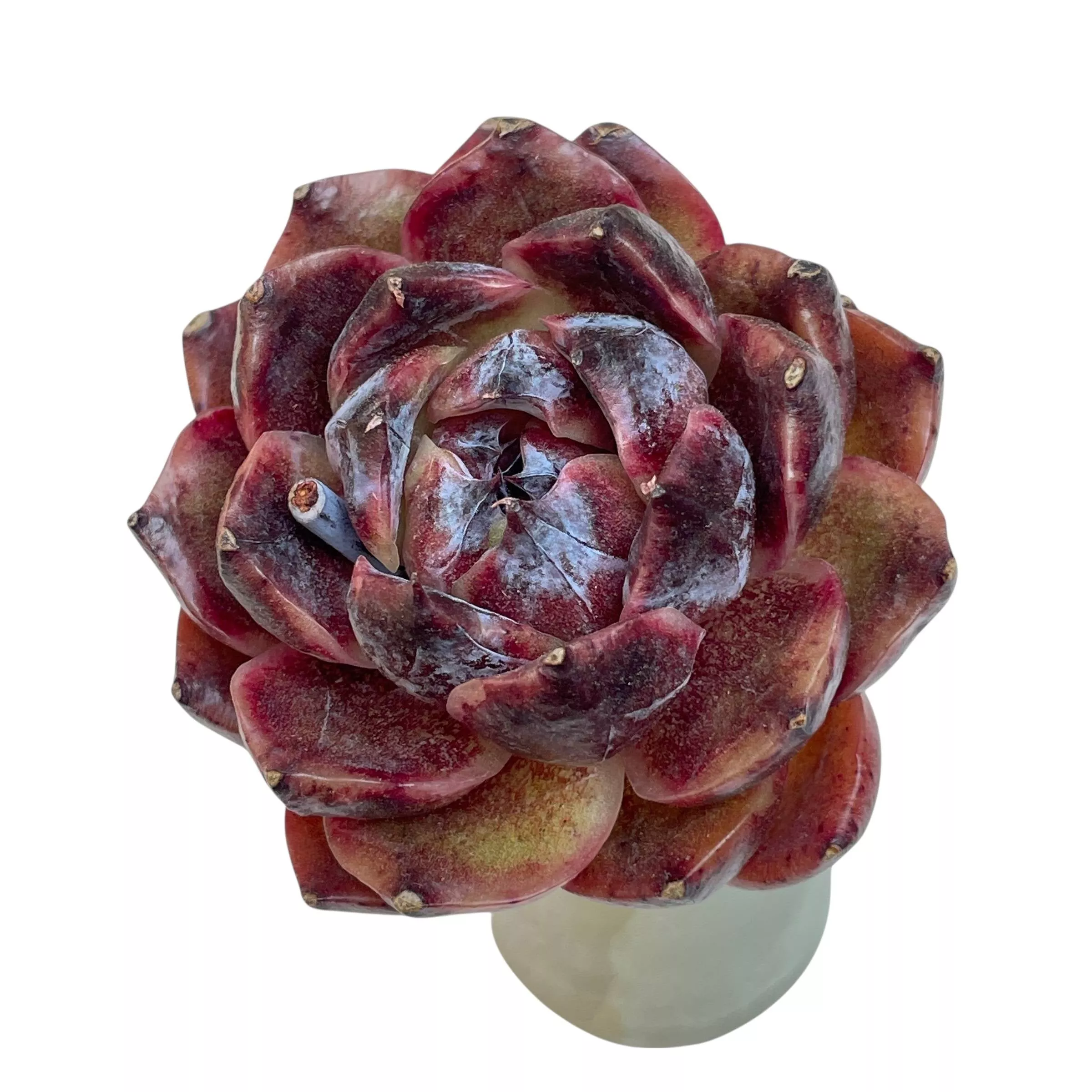 Echeveria Hyunae