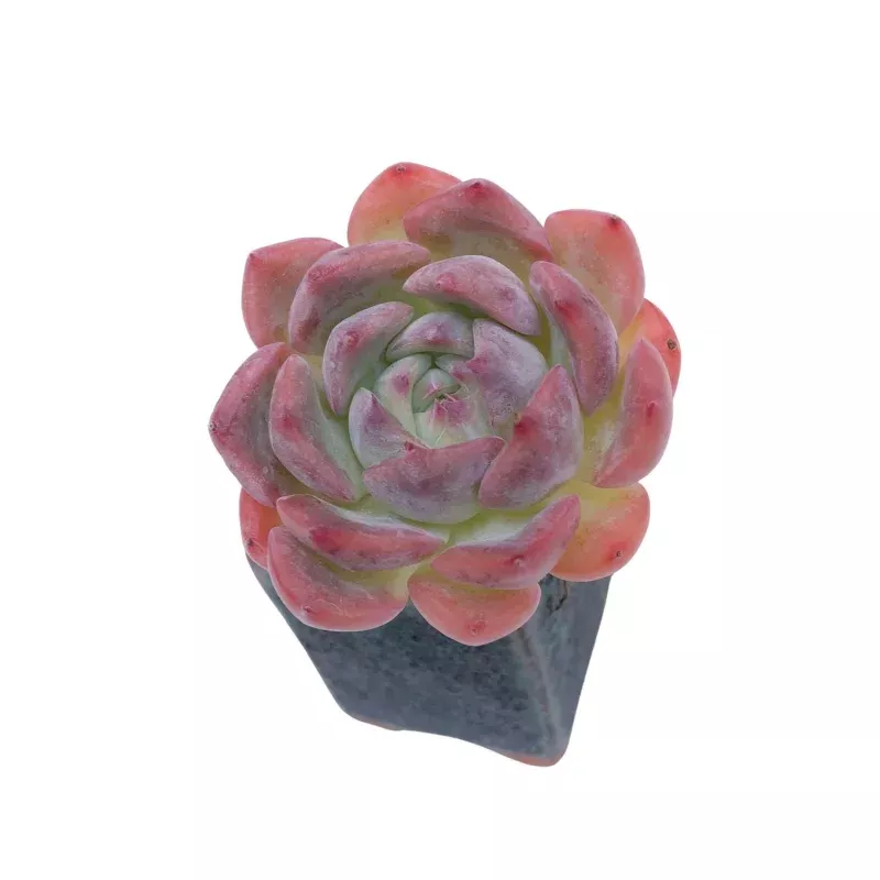 Echeveria Keralean, Small