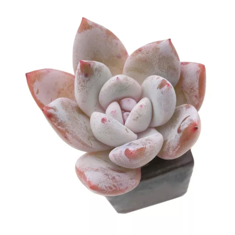 Echeveria Lauii Hybrid