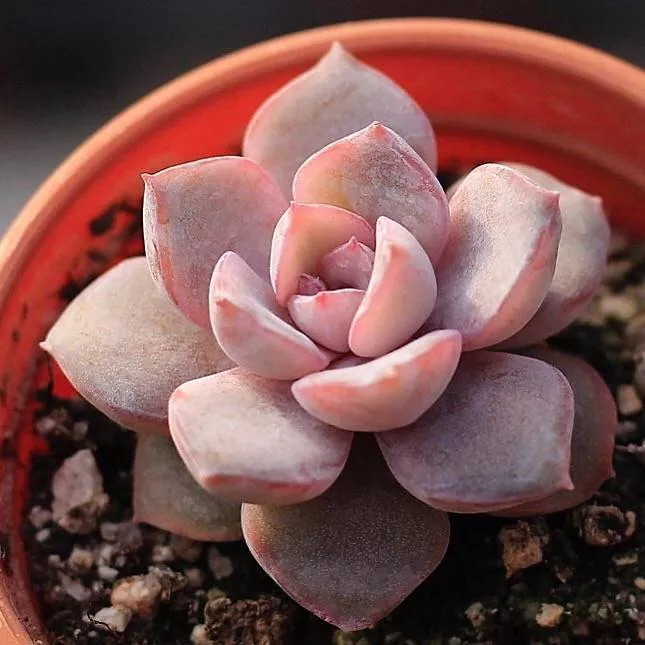 Echeveria Lucinda Hybrid