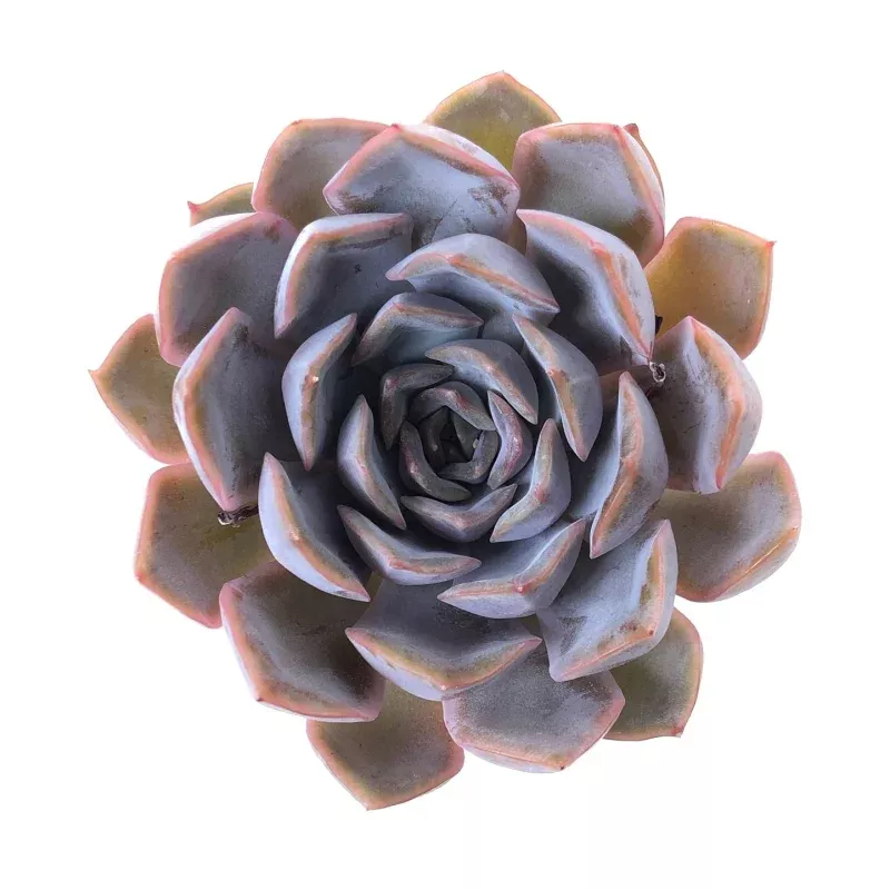 Echeveria Lucinda, (Video)