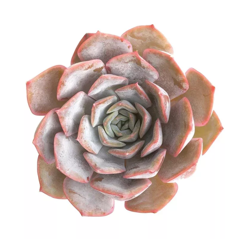 Echeveria Lucinda