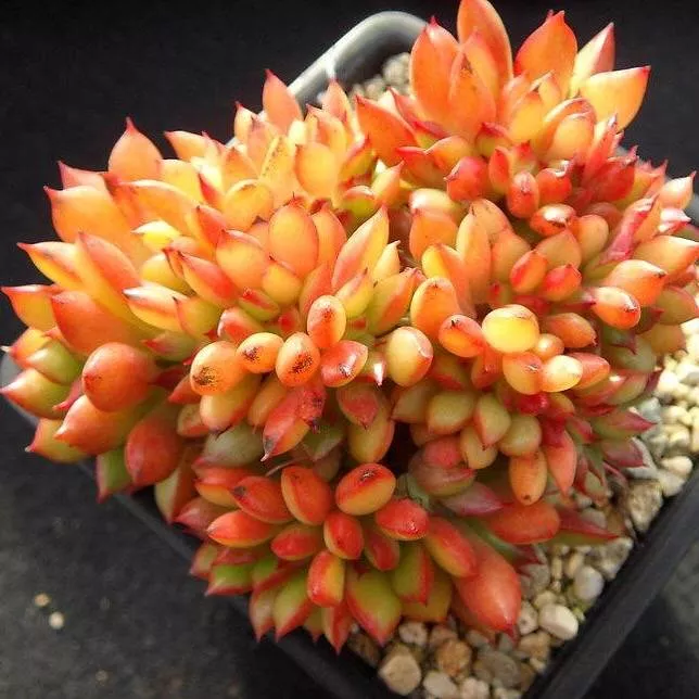 Echeveria Memory, Cristata, (Not so Random)