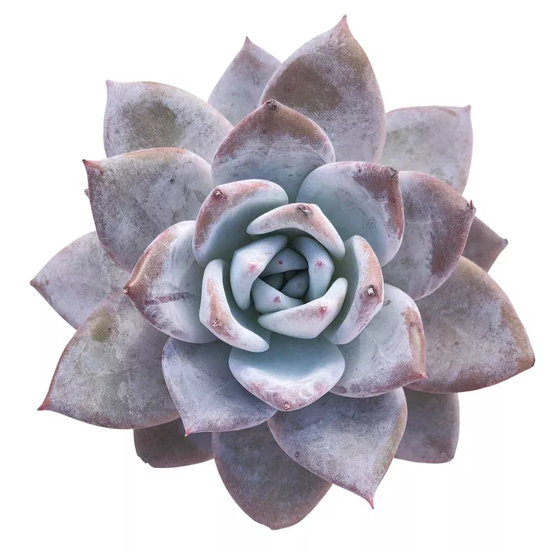 Echeveria Mexican Giant, Huge