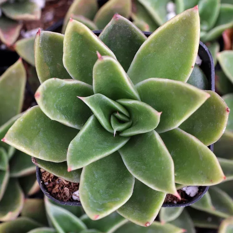 Echeveria 'Mexicano'