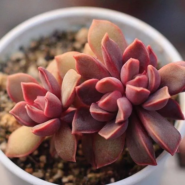 Echeveria Mina, Double-ish